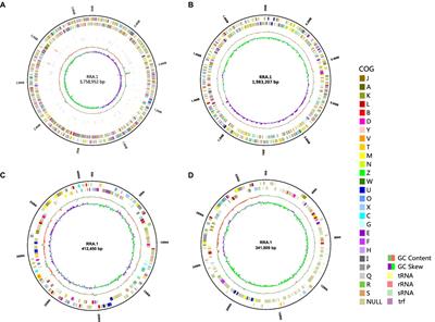 Identification and characterization of a potential strain for the production of polyhydroxyalkanoate from glycerol